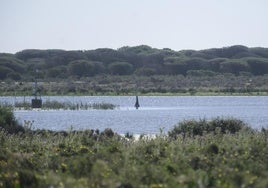 El catedrático de la Universidad de Sevilla Enrique Mateo presidirá el Consejo de Doñana