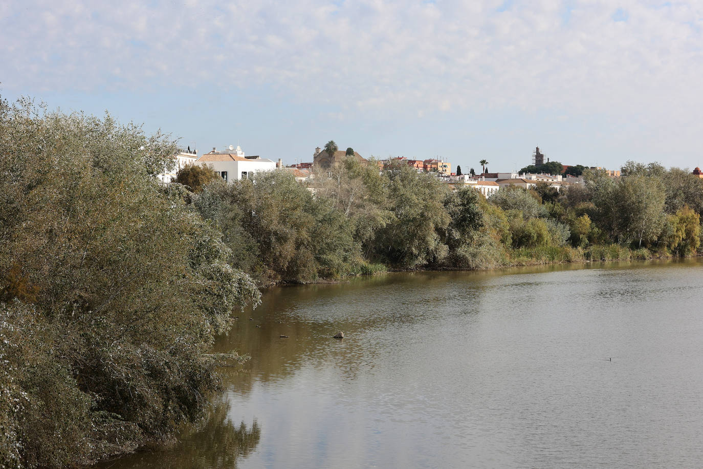 El descuido y la suciedad del Guadalquivir en Córdoba, en imágenes