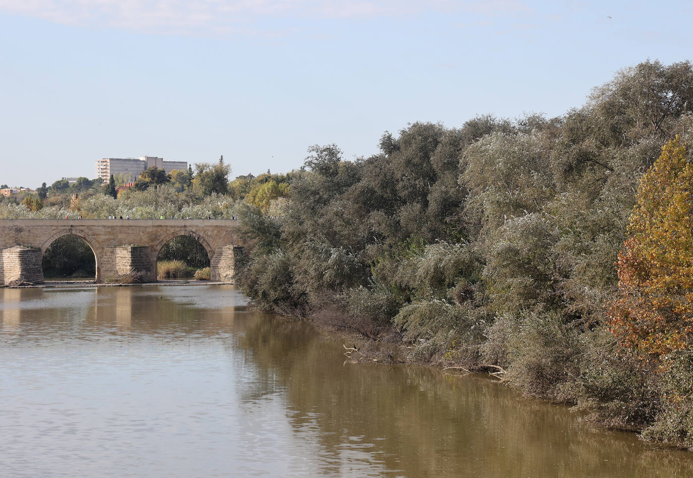 El descuido y la suciedad del Guadalquivir en Córdoba, en imágenes