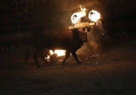 Un juzgado suspende el Toro Jubilo de Medinaceli (Soria) a petición de Pacma