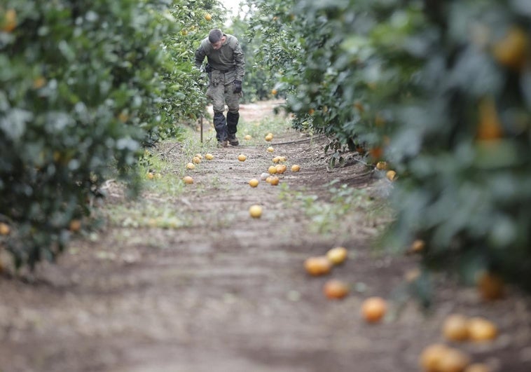 dana-agricultura-efe-RaGUEBTtGTMG3uQ7wpPuJHL-758x531@diario_abc.jpg