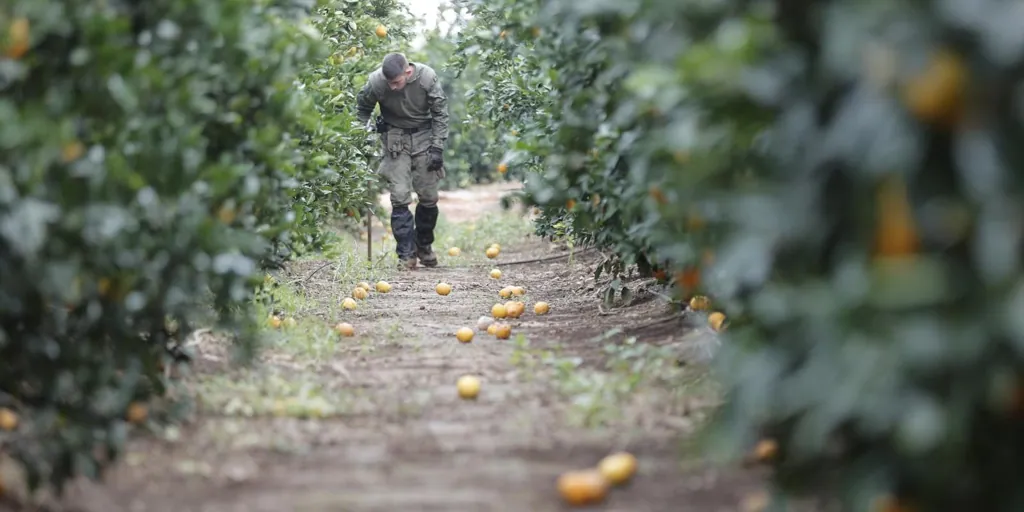 Los daños en la agricultura de Castilla-La Mancha por la DANA ascienden a 40 millones