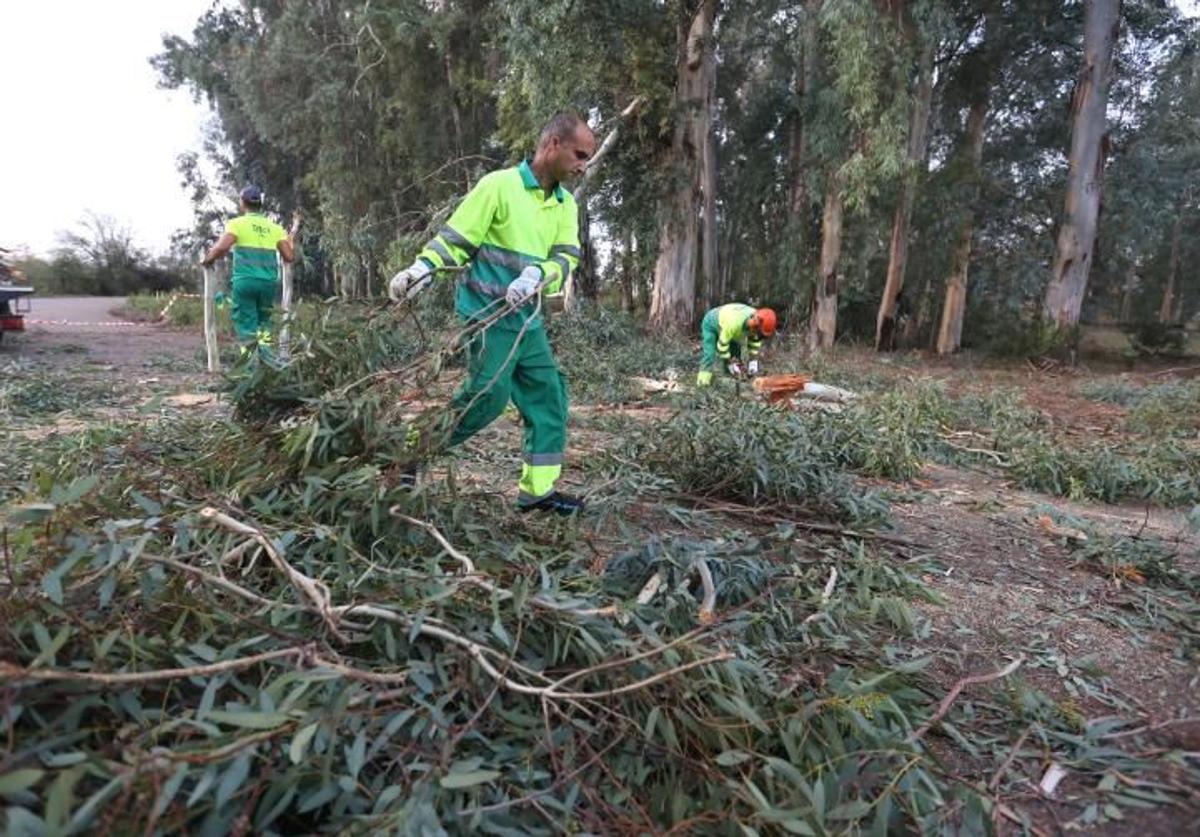 Árboles caídos por la borrasca Bernard en octubre de 2023