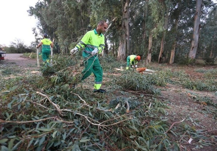 arboles-borrasca-bernard-kEPH-U6033539240837OI-758x531@diario_abc.jpg