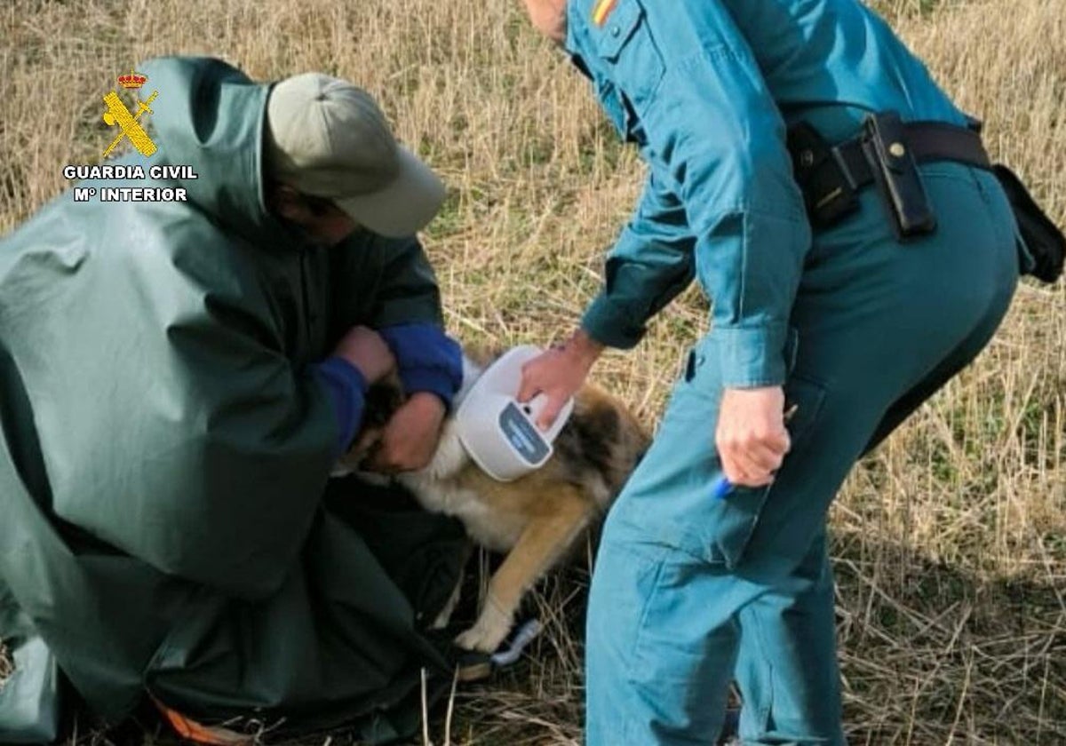 La Guardia Civil ha conseguido localizar al animal causante de la muerte de un hombre