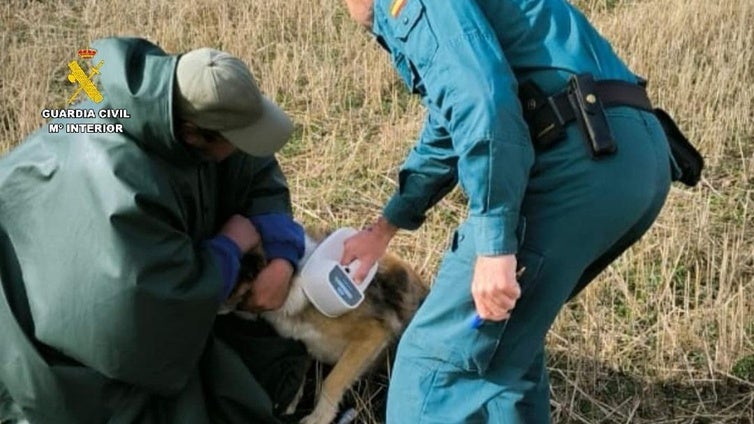 La Guardia Civil localiza al perro que causó la muerte de un vecino en un pueblo de Palencia e identifica a su dueño