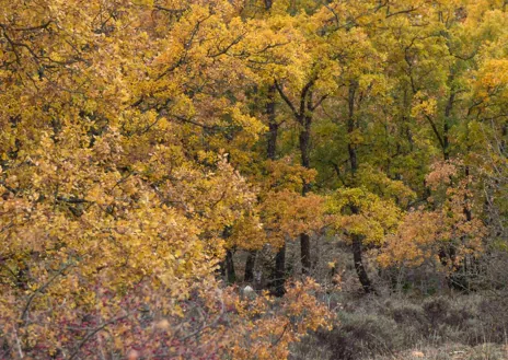 Imagen secundaria 1 - Setas y policromía en el paisaje, oferta de la Sierra Norte de Guadalajara para el otoño