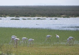 La burocracia atasca las ayudas a los agricultores de Doñana