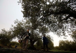 La falta de seguridad y los aranceles de Trump, problemas añadidos para el olivar en Castilla-La Mancha