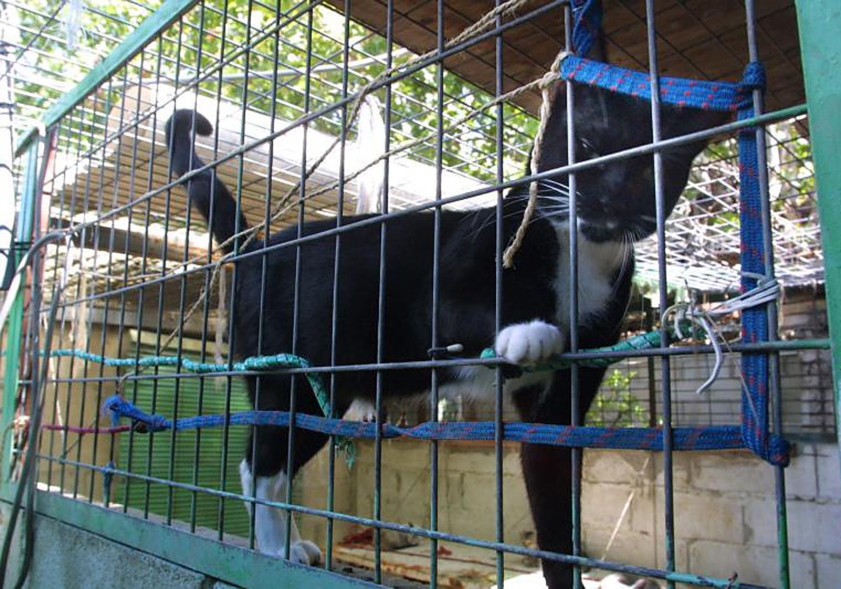 Imagen de archivo de un refugio de animales