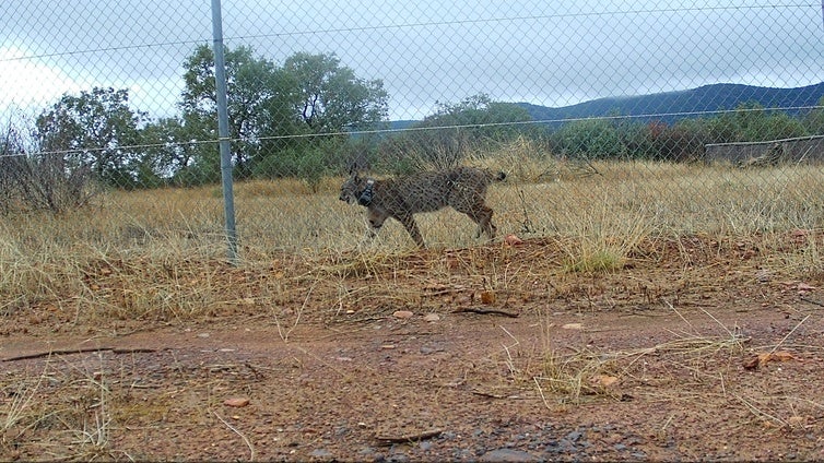 La Junta convierte la provincia de Ciudad Real en un territorio clave para el lince ibérico