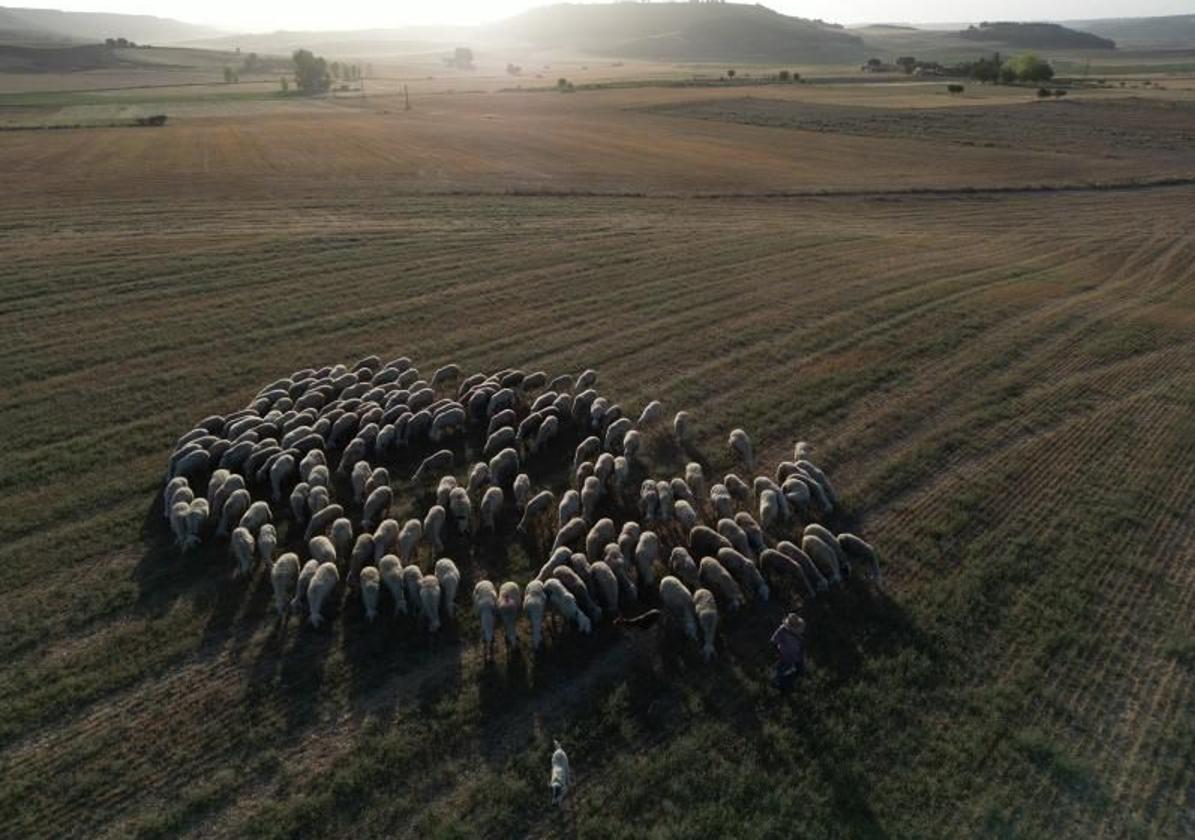 Un rebaño de ovejas pastando en un campo