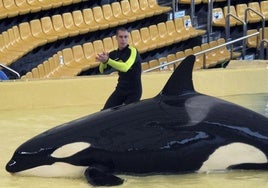 Muere Keto, la orca de Loro Parque que atacó mortalmente a uno de sus adiestradores