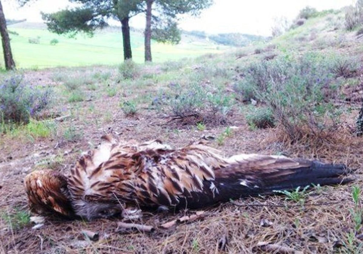 Investigan a un hombre en La Roda por matar a 24 aves rapaces, incluida un águila imperial ibérica