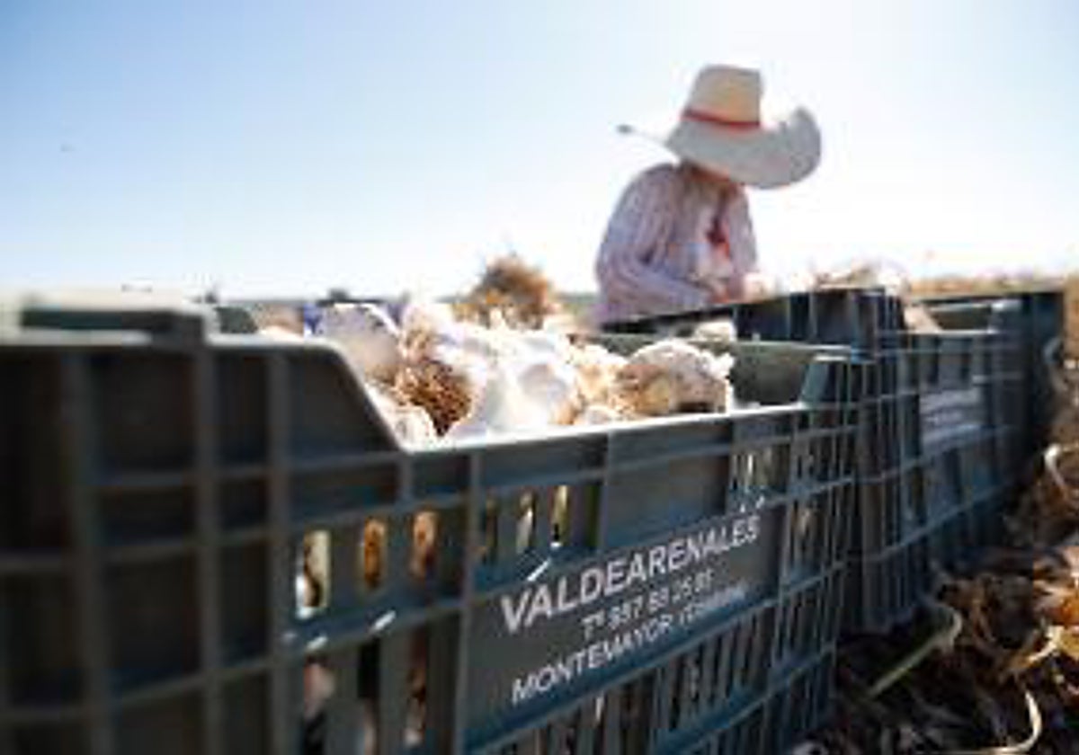 Una mujer recoge ajos en una finca de Montemayor