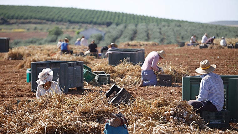 Recolección del ajo, con el producto en primer plano