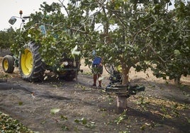 Herramientas desde Córdoba para que el pistacho sea más rentable