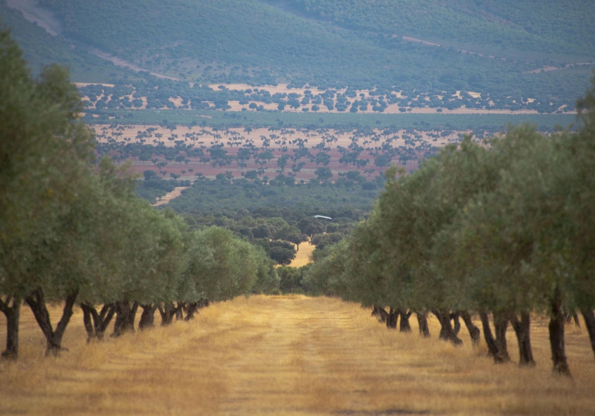 Los secretos del mejor aceite de oliva virgen extra del mundo, hecho en Ciudad Real con una variedad única