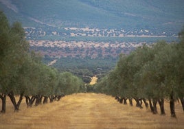 Los secretos del mejor aceite de oliva virgen extra del mundo, hecho en Ciudad Real con una variedad única