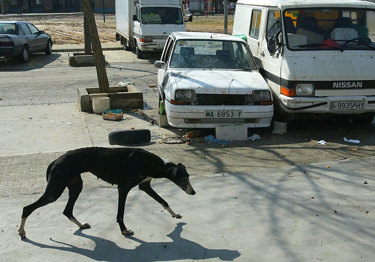 Un perro delante de unos coches en Las Palmeras