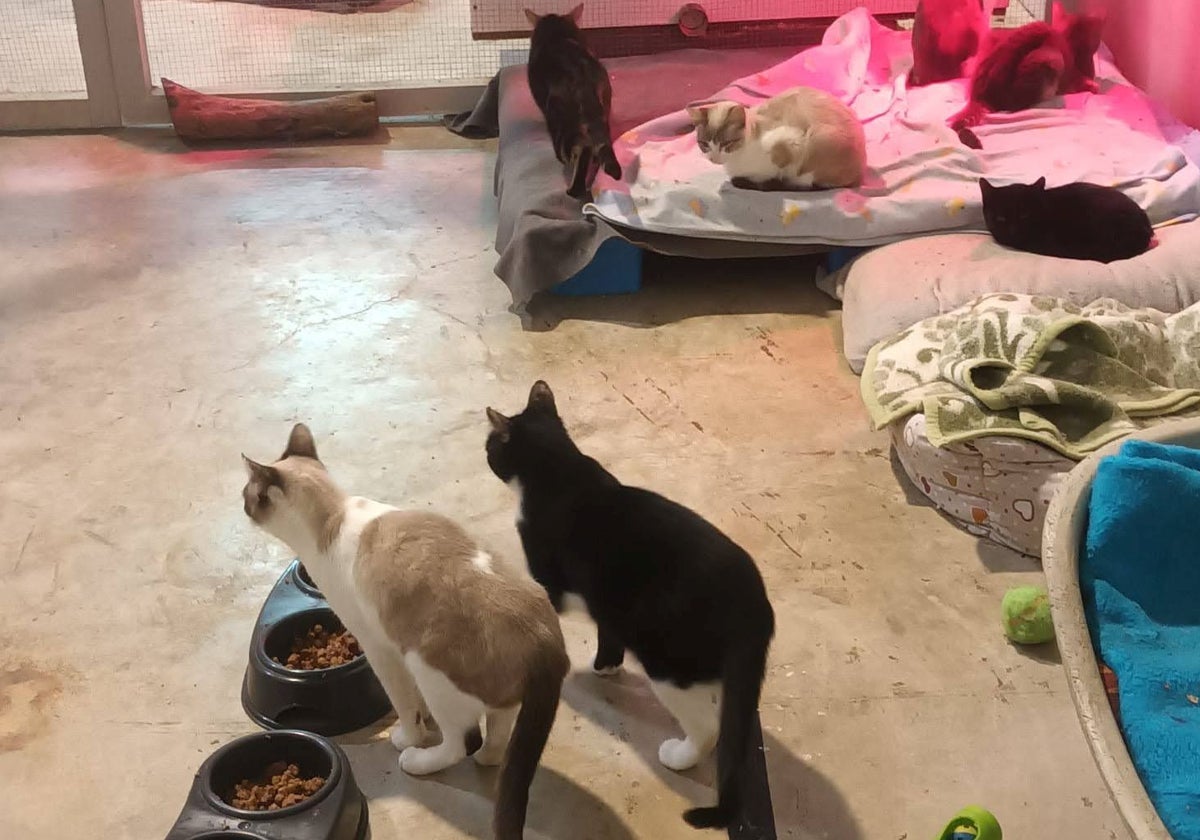 Gatos en el refugio de la asociación Animales en Apuros