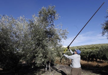 El 83% de los empleos ofertados para las campañas del olivar y la naranja no se cubren