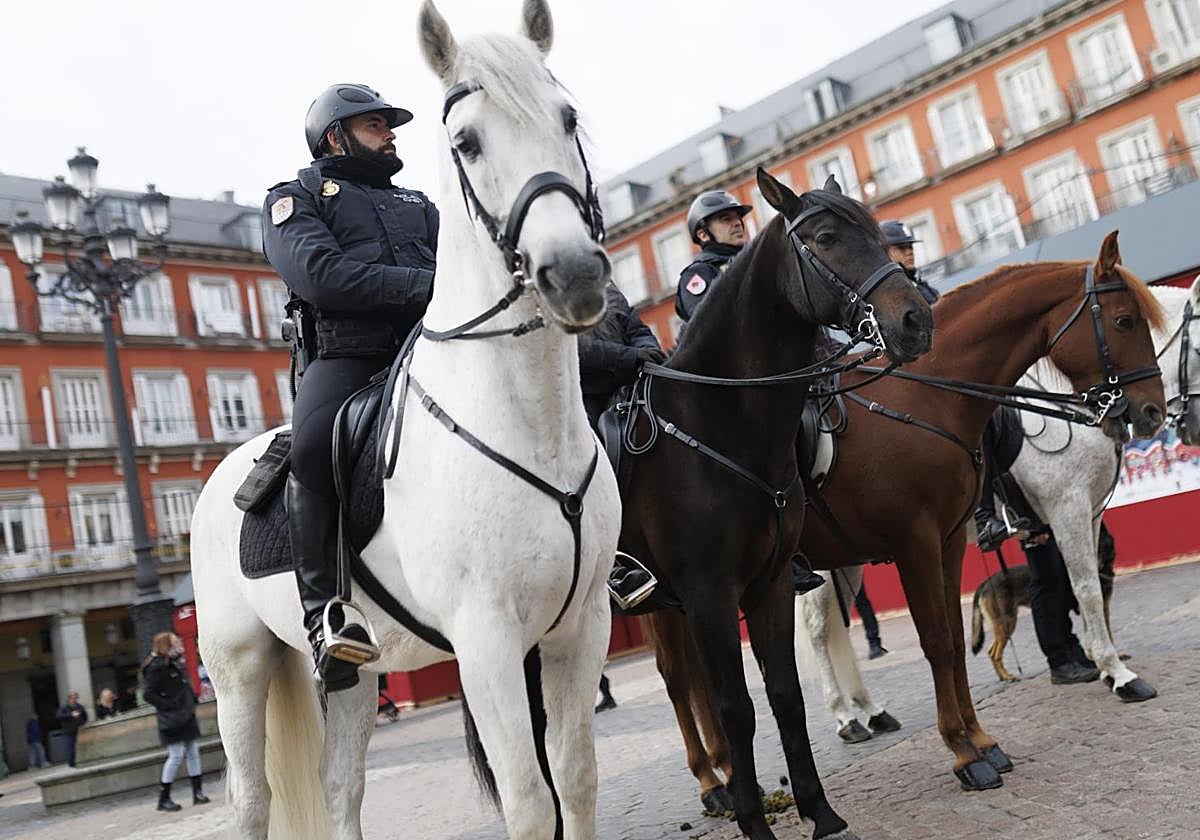 Las unidades de Caballería y Guías Caninos forman parte del despliegue navideño. Este miércoles en la Plaza Mayor