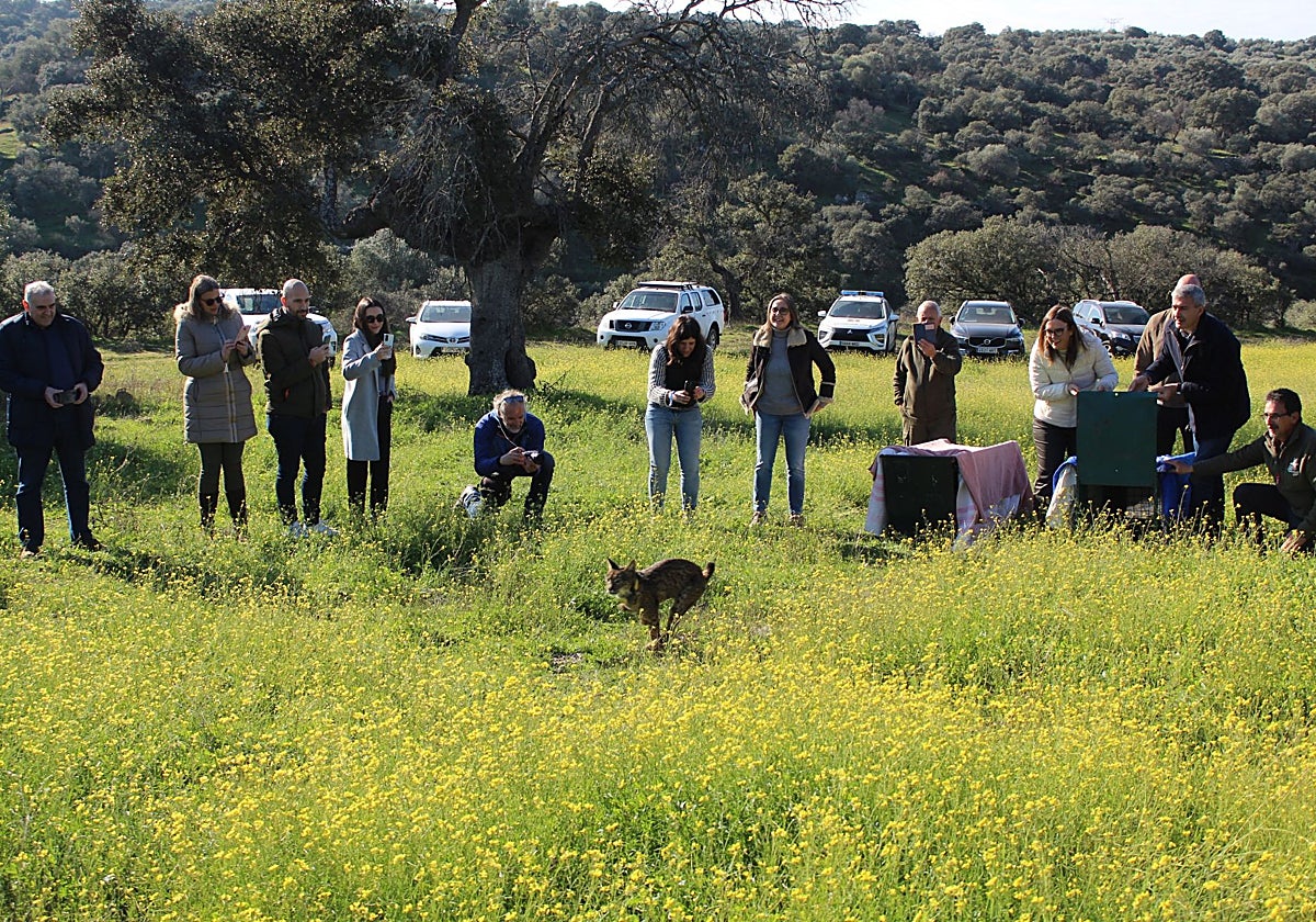 Castilla-La Mancha consolida la presencia estable del lince ibérico tras nacer cerca de 400 ejemplares en 2024