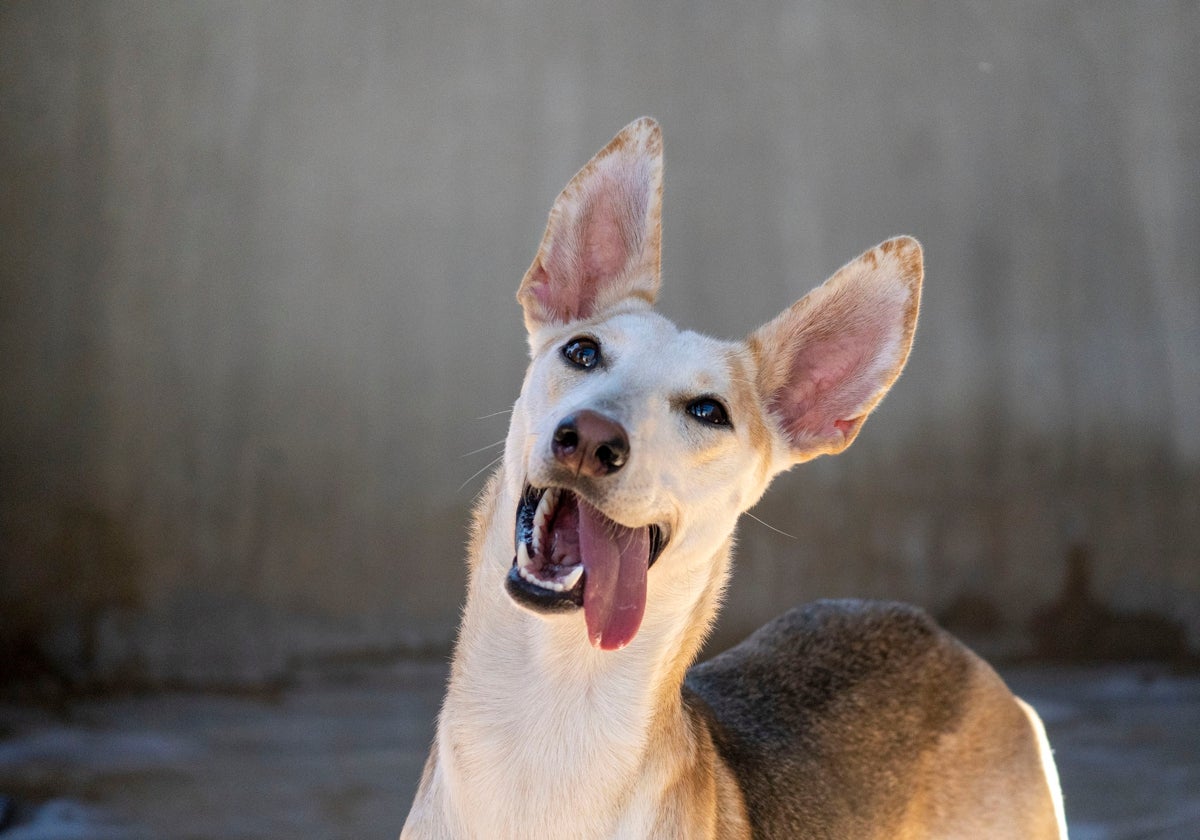 Imagen de archivo de un perro en Bioparc Valencia