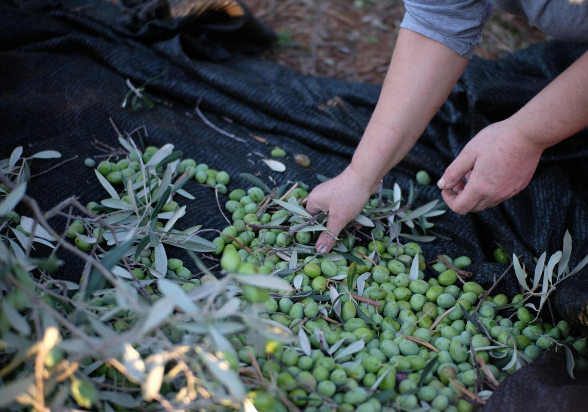 Recolección de aceituna en Espejo