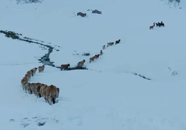 Rescatan un rebaño de 20 vacas que se había perdido en la nieve a 2.000 metros de altitud en Oviedo