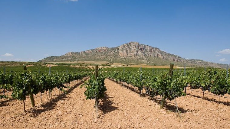 Uno de los mejores vino del mundo se elabora en Castilla-La Mancha y cuesta menos de 10 euros