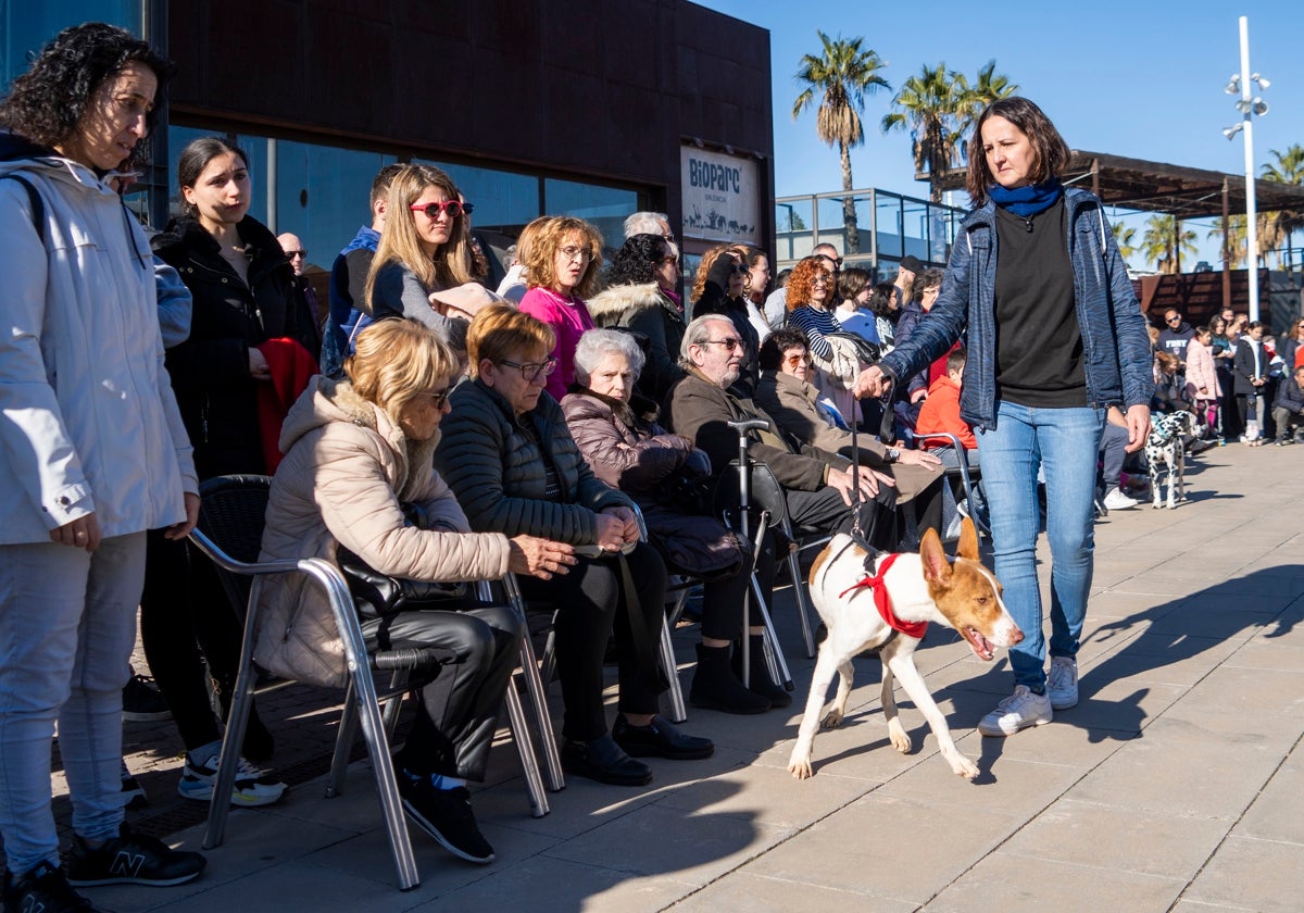 Imagen tomada en el Desfile de perros de AUPA y Fundación Bioparc en Valencia