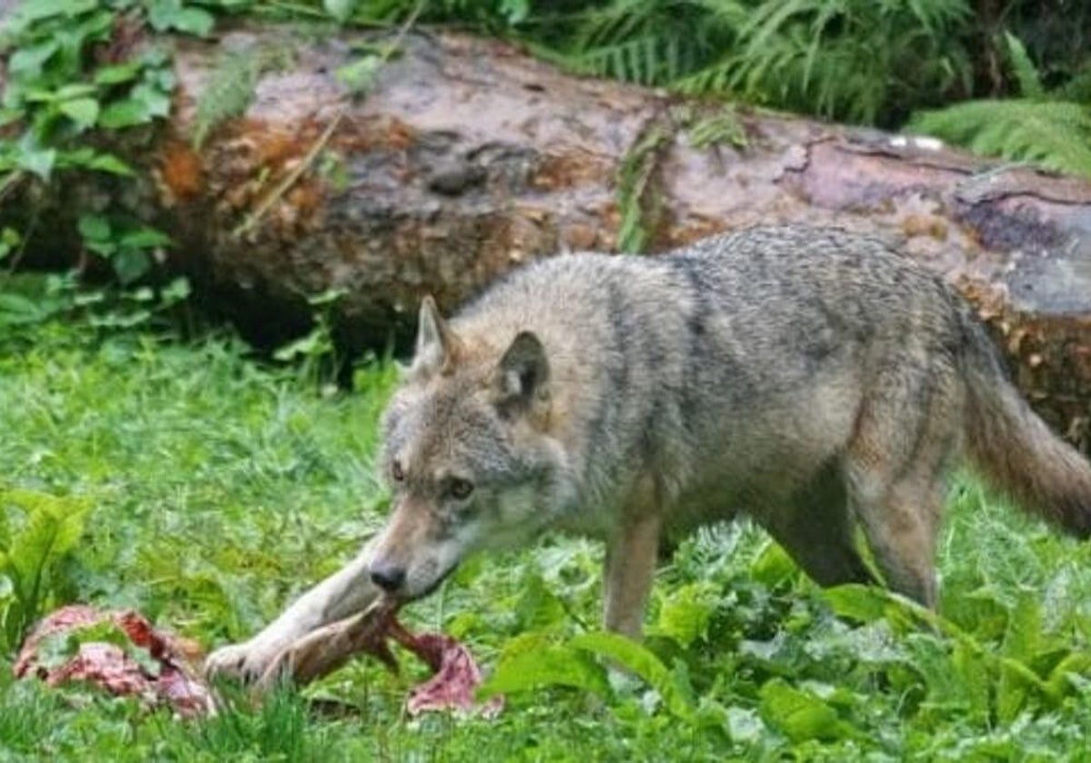 Convocan ayudas para paliar los daños de ataque de lobo y aves necrófagas al ganado doméstico