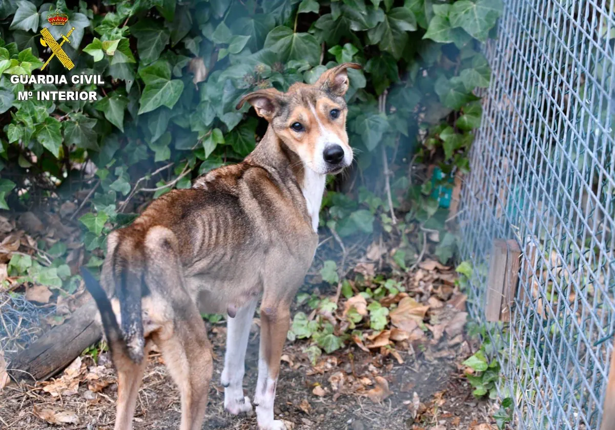 Un perro malnutrido, que el Seprona ha localizado en una de las residencias de la red investigada