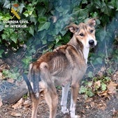 La Guardia Civil investiga una red de maltrataba y después sacrificaba perros abandonados