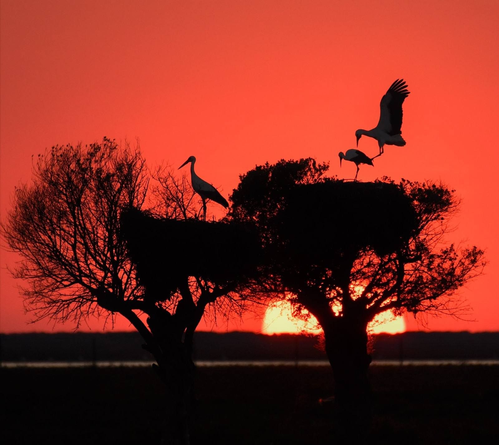 Las mejores fotos del año de la Naturaleza andaluza, por Carlos Romero