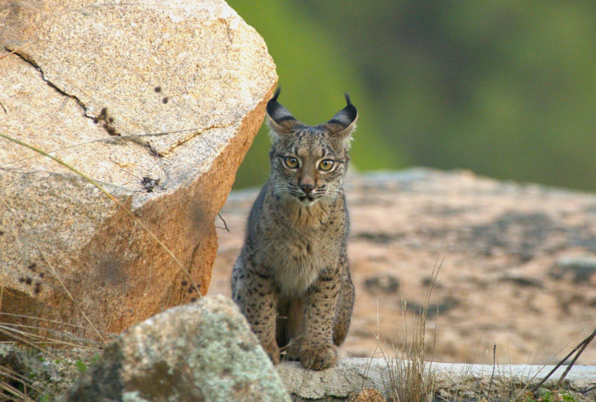 Las mejores fotos del año de la Naturaleza andaluza, por Carlos Romero