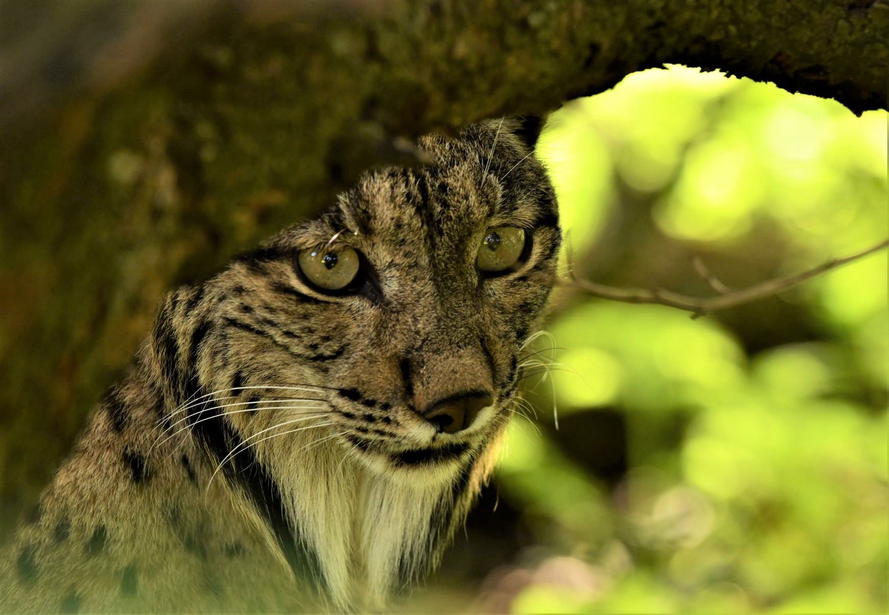 Las mejores fotos del año de la Naturaleza andaluza, por Carlos Romero