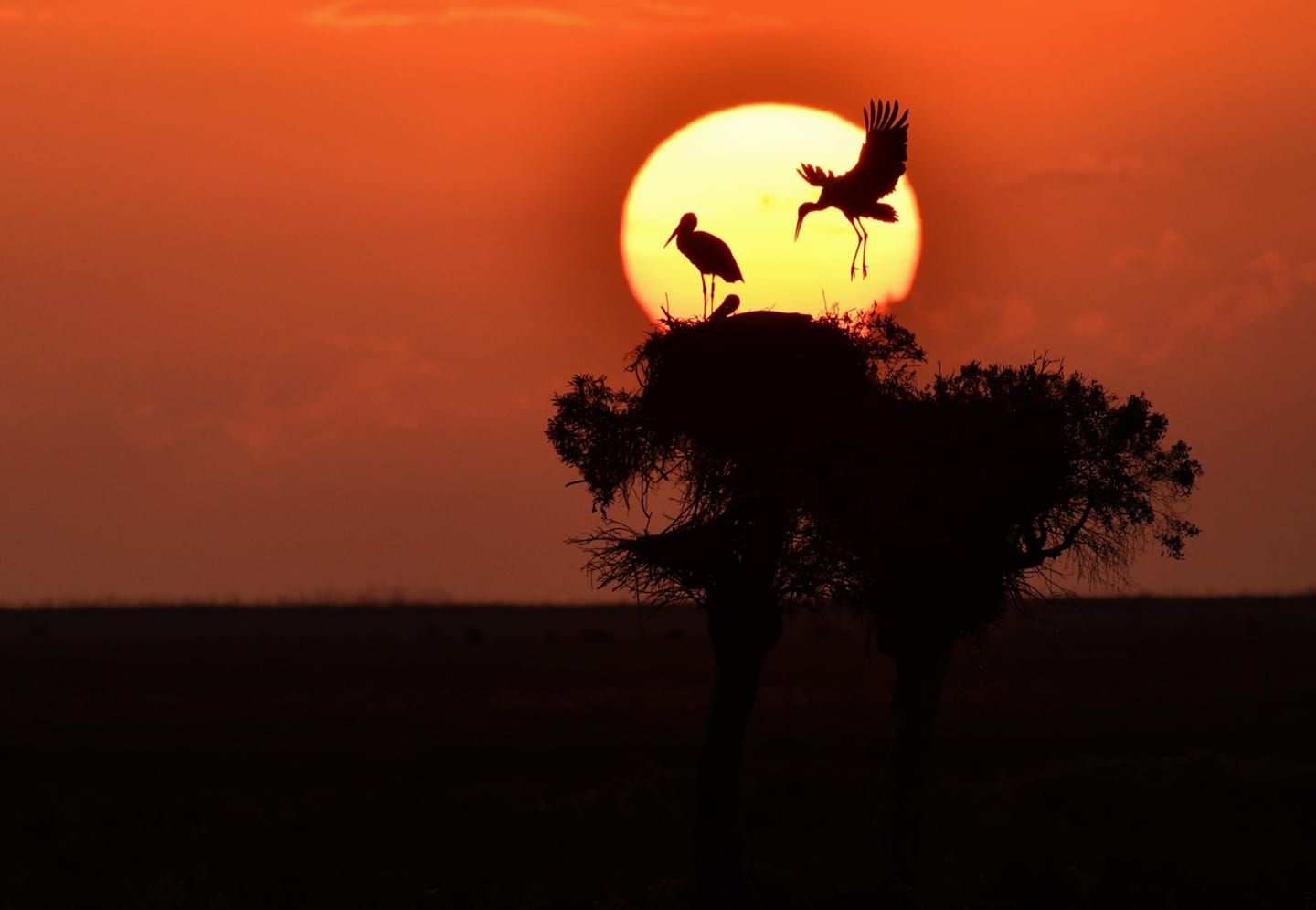 Las mejores fotos del año de la Naturaleza andaluza, por Carlos Romero