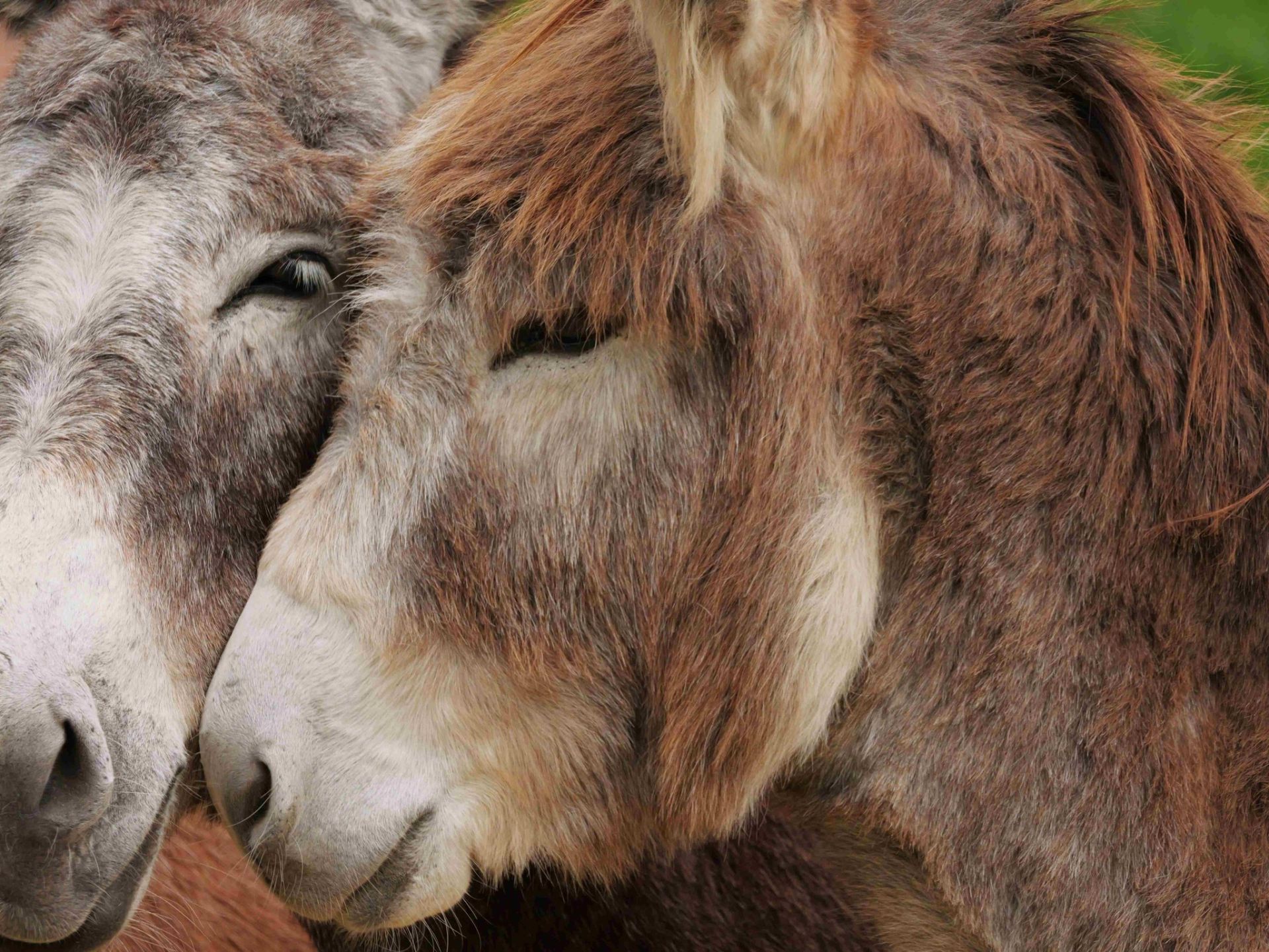 Las mejores fotos del año de la Naturaleza andaluza, por Carlos Romero