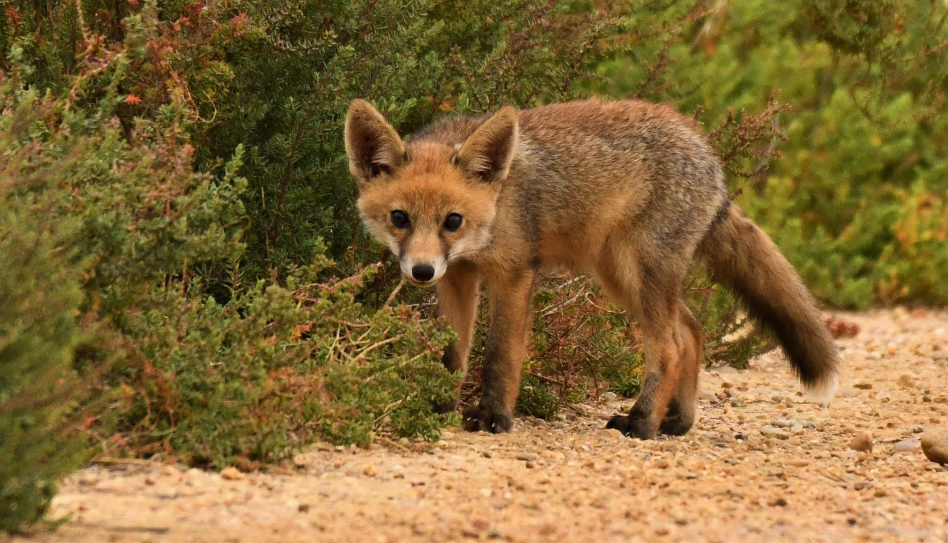Las mejores fotos del año de la Naturaleza andaluza, por Carlos Romero