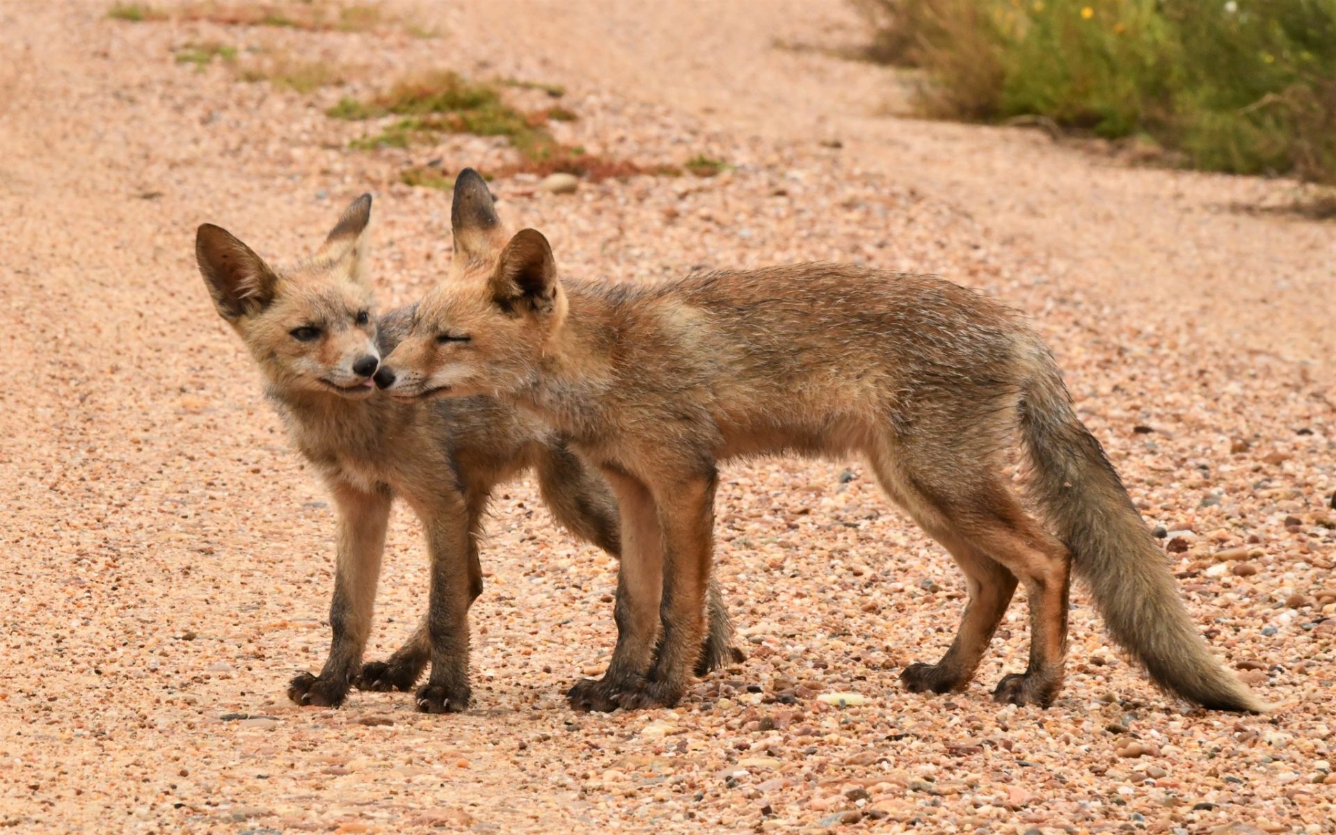 Las mejores fotos del año de la Naturaleza andaluza, por Carlos Romero