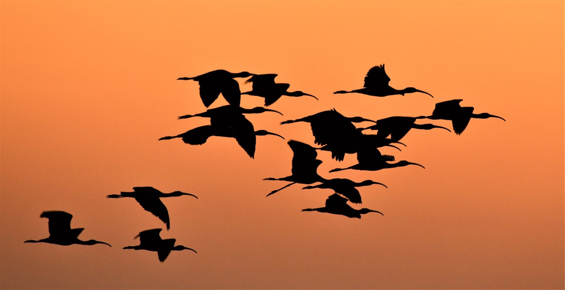 Las mejores fotos del año de la Naturaleza andaluza, por Carlos Romero