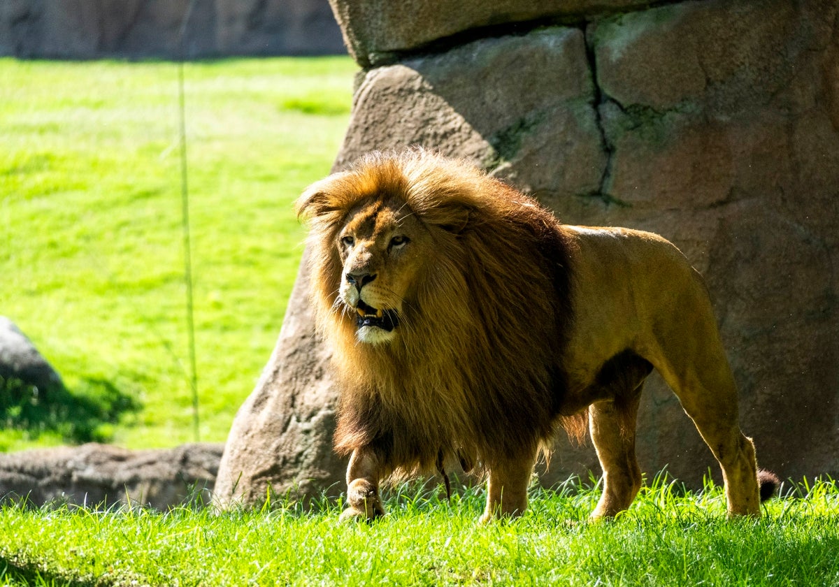 El macho de león Lubango