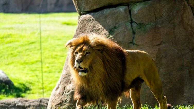 La magia de «Mufasa: El Rey León» cobra vida en Bioparc Valencia