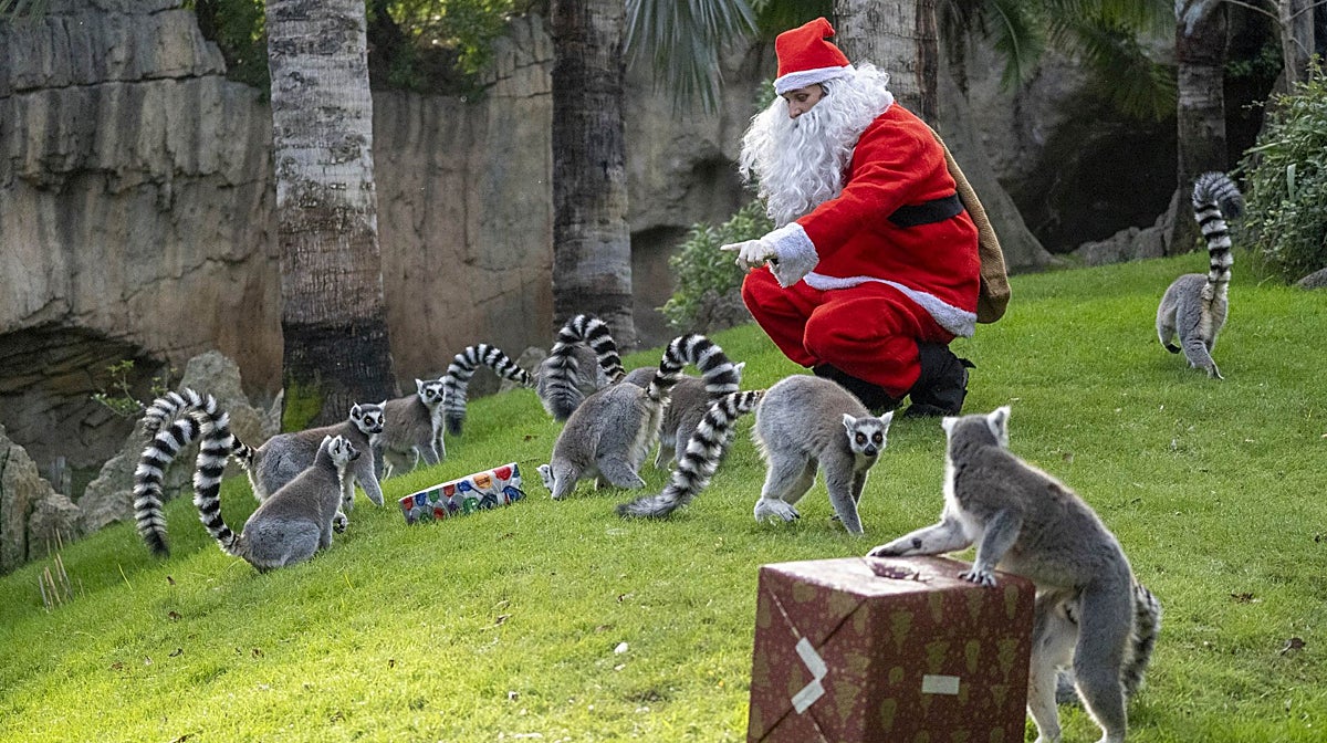 Los animales de Bioparc Valencia reciben los regalos de Papá Noel