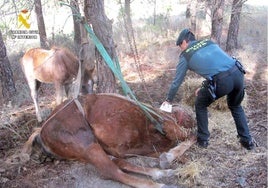 Investigado por abandonar una yegua atada a un árbol con correas que murió, en Tudela de Duero (Valladolid)