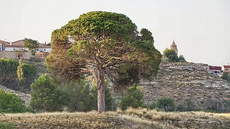 El Pino de Juan Molinera, en Abenjibre, elegido árbol de España en 2025