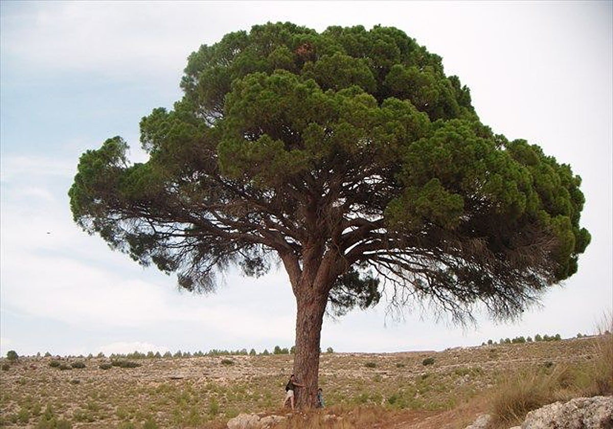 El Pino de Juan Molinera, en Abenjibre, elegido árbol de España en 2025